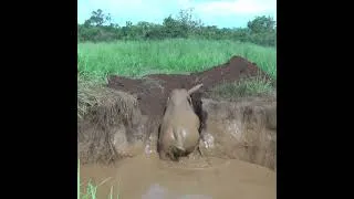 Thumbnail: Wild elephant that fell into the well #elephant