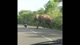 Thumbnail: Wild elephant attacks motorcyclists #elephant