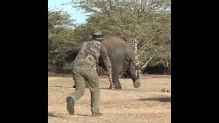 Thumbnail: Injecting medicine into an injured tusk elephant #elephant