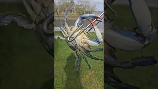 Thumbnail: Do you keep female crabs?  Yes or No, and why?  #crabbing #fishing #florida #crab #jacksonville