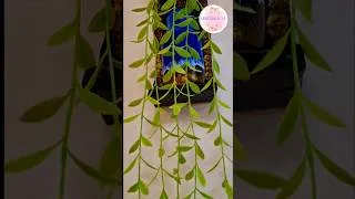 Thumbnail: #art #homedecor #craft #reuseidea #bestoutofwaste #home decor #artificialplant  #diy #pistachio art