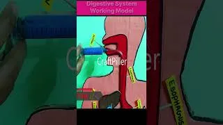 Thumbnail: digestive system working model 3d for science project using syringes - creative - diy  craftpiller