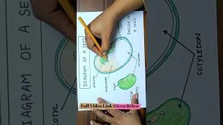 Thumbnail: Parts of a Seed Drawing | Seed Parts Drawing | Seed Diagram Easy Drawing | Seed Parts Poster