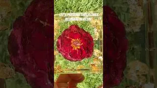 Thumbnail: Flower preservation in resin
