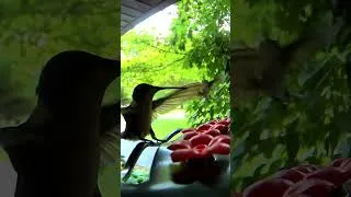 Thumbnail: Two hummingbirds share the feeder.