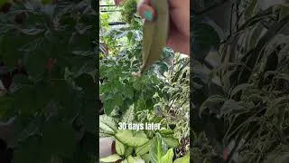 Thumbnail: My Black ZZ Leaf Is ROOTING 🖤 | Zamioculcas Propagation Finally Worked