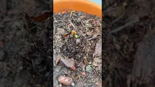 Thumbnail: My Fern Has Mealy Bugs 😰 | How Bad Is the Infestation? | Part 1