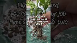 Thumbnail: My Chunky Soil Mix & Repotting Routine 🌿 | Plant Parent Life
