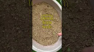 Thumbnail: I Grew Adenium (Desert Rose) From Seeds 🌱 | Watch What Happened