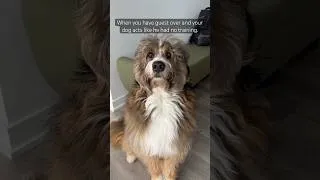 Thumbnail: When your dog acts like he had no training! #doglover #bernedoodle #dogdad