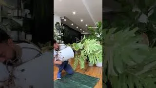 Thumbnail: Repotting my Massive Monstera Deliciosa. #houseplants #indoorplants #plantlife