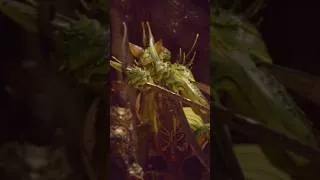 Thumbnail: Black myth WuKong chapter 6 cutscene pt 8.5