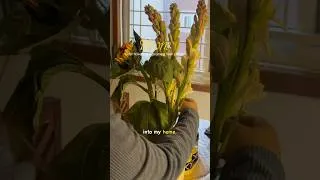 Thumbnail: How I spend my New Year morning #shortsfeed #ytshorts #flowers #newyear #2026short #shortvideo