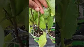 Thumbnail: When shopping on a budget 🤗😆#gardeningtips #gardenlife #gardentransformation