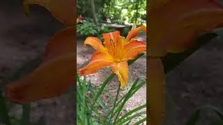 Thumbnail: Primal scream daylily #gardentransformation #gardeninspiration