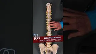 Thumbnail: The human back: Designed? Or evolved?