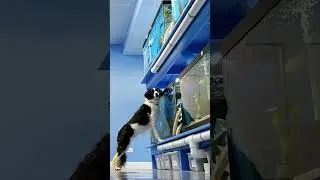 Thumbnail: do dogs like fish?