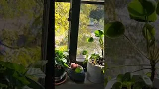 Thumbnail: who is watching who #cutebird