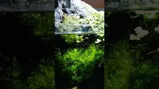 Thumbnail: Secret Underwater Meadow for Fish |  #tinyworld
