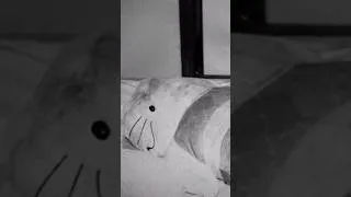 Thumbnail: Hello Kitty Murder | Real Crime Story