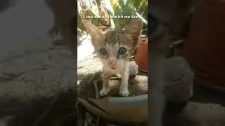 Thumbnail: my little angel 😇 Ngayon big na amon wei-wei nga cutie 🥰🥰 #blueming #catshorts #cutecat #tiktokviral
