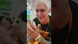 Thumbnail: FLYING sugar glider # mammal #australia #animalover