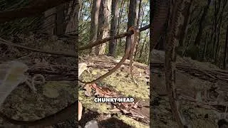 Thumbnail: SUPRISE Venomous Snake #Australia #venomous #snake
