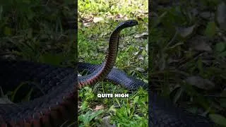 Thumbnail: Red Bellied Blacksnake #venomous #snake #australia