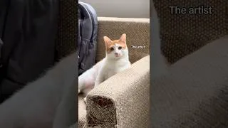Thumbnail: Owning a cat in a nutshell 😅 #cat #cuteanimal #cutecat #cats