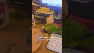 Thumbnail: Parrot obsessed with a guitar