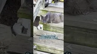 Thumbnail: Couple finds cats in new house