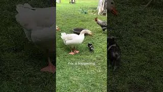 Thumbnail: Pig is the boss of the farm