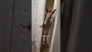 Thumbnail: Donkey walks into the kitchen