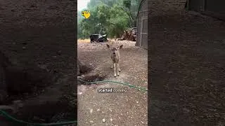Thumbnail: Wild Deer Visits This Property Every Day