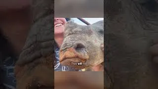 Thumbnail: Baby Rhinos Demand Laps Time and Belly Rubs