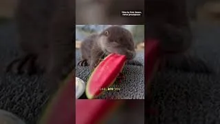 Thumbnail: Wild Otter Befriends the Man Who Saved Her