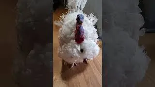 Thumbnail: Rescue Turkey Rules the House