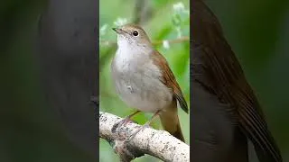 Thumbnail: Explore nature with beautiful birds #birds #birdsong #birdsongrelaxation