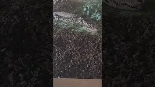 Thumbnail: Stangerochampsa and Champsosaurus at the Royal Gorge Dinosaur Experience in Canon City, Colorado