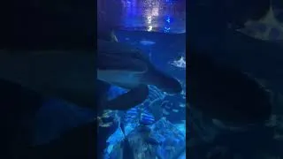 Thumbnail: Turtle #sealifelondon