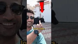 Thumbnail: So many cows in India 😱#india #cows