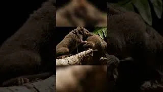 Thumbnail: Antichinus Males Die After Nonstop Mating Frenzy | Moody Beasts