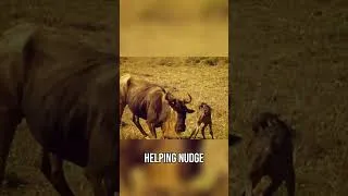 Thumbnail: Newborn Wildebeest Race Against Predators to Survive | Moody Beasts