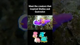 Thumbnail: These Pokémon Are Based on a Real Sea Creature