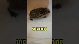 Thumbnail: Hedgehog Asks Humans For Help #shorts