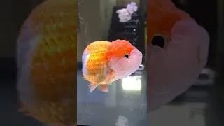 Thumbnail: Before & After Animals Growing Up. Amazing Animal Transformation #animalsofyoutube #animals #shorts