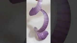 Thumbnail: #onioncuttingidea#pyajcutting#shorts#trending#viralshort#food#villagefood#viralshort#shortfeed