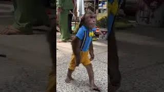 Thumbnail: WOW ! CUTIS guarantees safety for Goats#cutis #babymonkeycutis #shortvideo