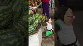 Thumbnail: WOW ! CUTIS go to market to buy fruit#cutis #shortvideo