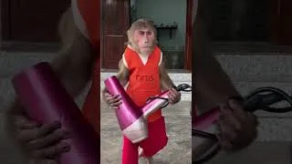 Thumbnail: OMG ! CUTIS secretly steals MOM things#cutis #babymonkeycutis #shortvideo